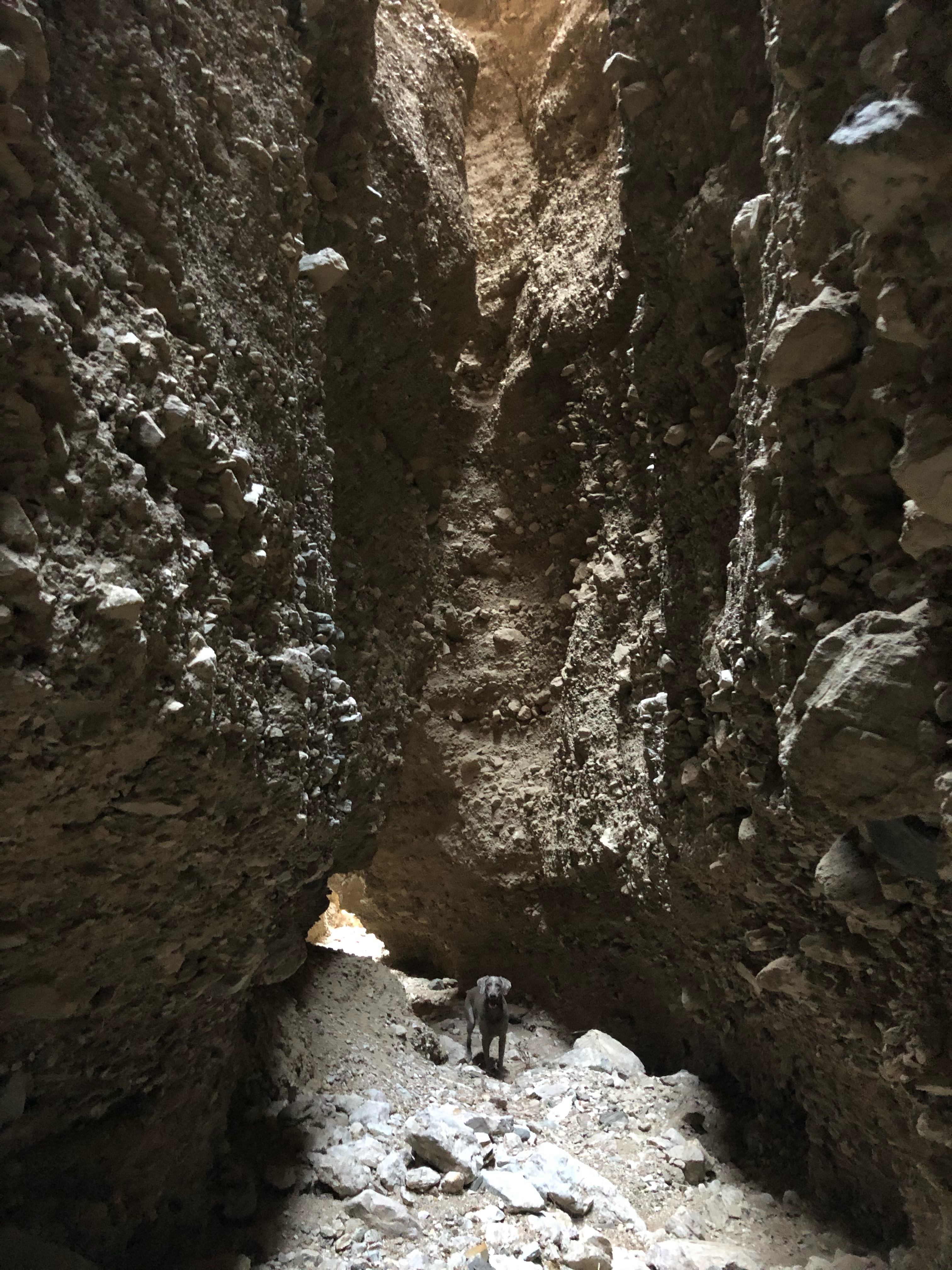 A weim dog in a slot canyon.