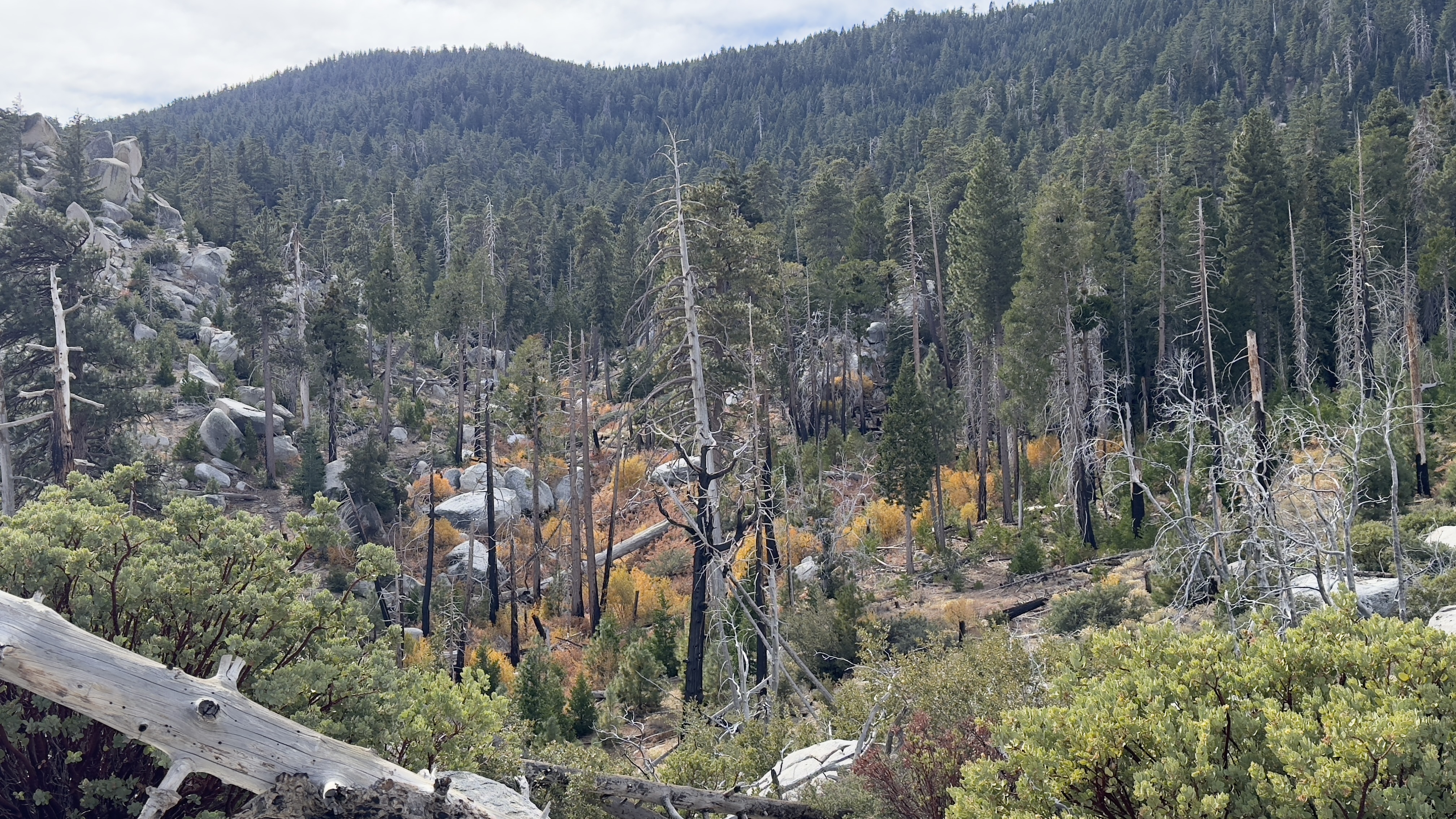 Mountainside landscape.